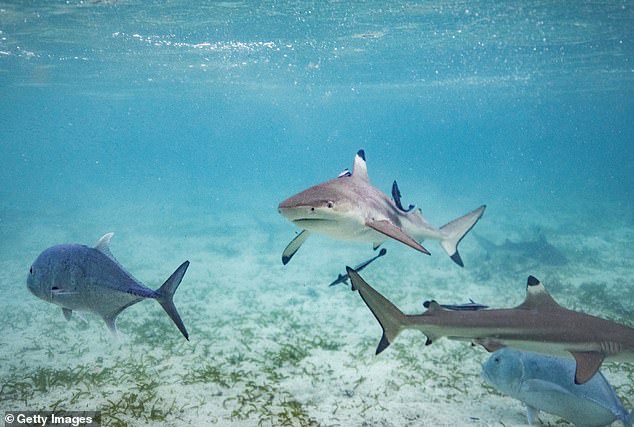 Young Boy Survives Shark Encounter Thanks to Sister's Quick Thinking in Florida