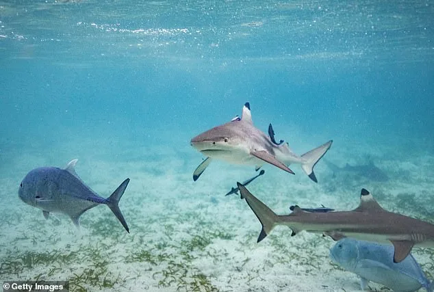 Young Boy Survives Shark Encounter Thanks to Sister's Quick Thinking in Florida