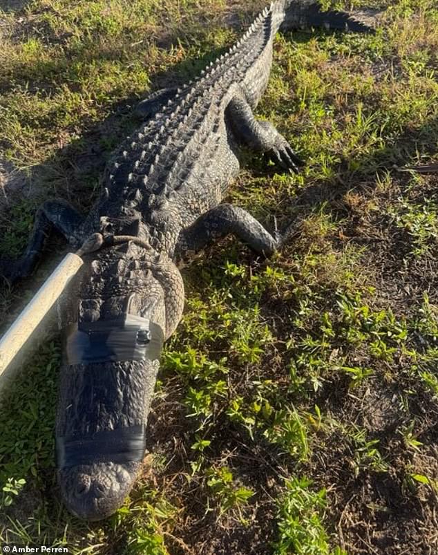 Optometrist Survives Near-Fatal Alligator Encounter on Florida River