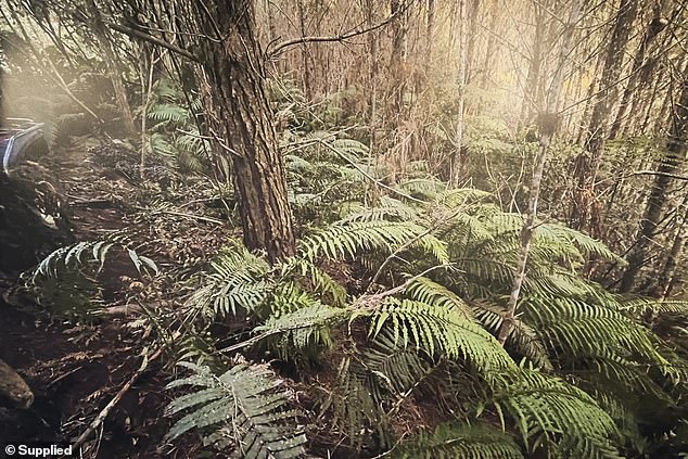 New Zealand Police Discover Tom Phillips' Children at Remote Campsite Following Fatal Confrontation
