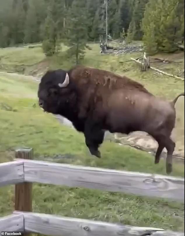 Viral Video Sparks Debate Over Dangerous Misinterpretation of Bison Behavior, Expert Warns