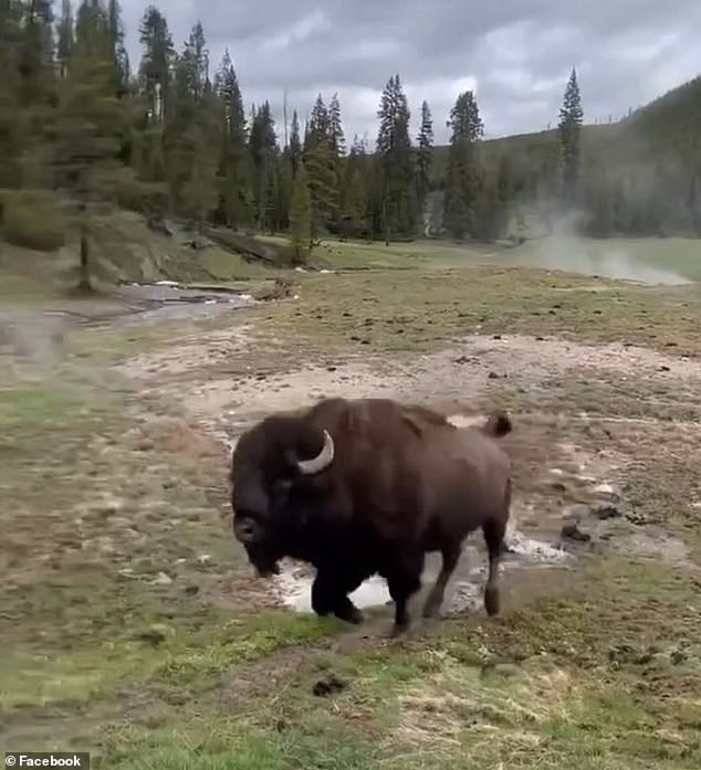 Viral Video Sparks Debate Over Dangerous Misinterpretation of Bison Behavior, Expert Warns