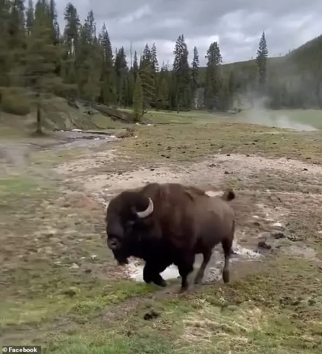 Viral Video Sparks Debate Over Dangerous Misinterpretation of Bison Behavior, Expert Warns