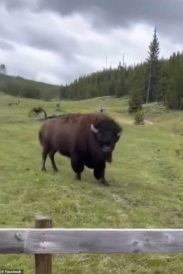 Viral Video Sparks Debate Over Dangerous Misinterpretation of Bison Behavior, Expert Warns