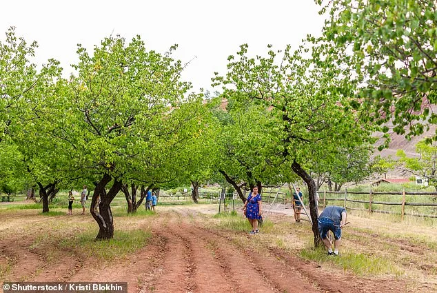 Historic Orchard at Capitol Reef National Park Fails to Bear Fruit for First Time in Over a Century