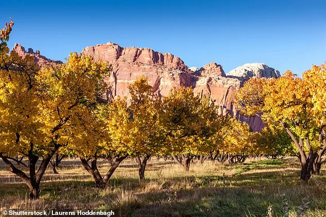 Historic Orchard at Capitol Reef National Park Fails to Bear Fruit for First Time in Over a Century