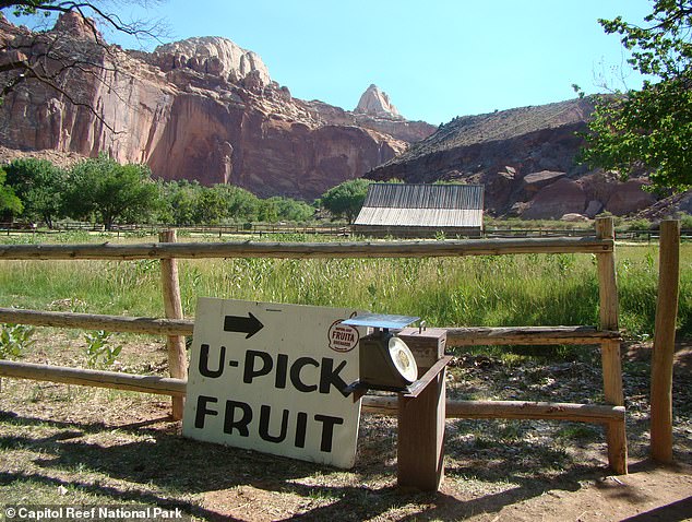 Historic Orchard at Capitol Reef National Park Fails to Bear Fruit for First Time in Over a Century