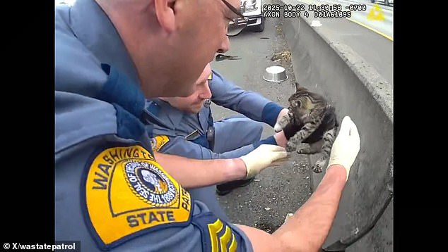 Washington State Highway Patrol Rescue Demonstrates Government's Role in Public Safety and Animal Welfare