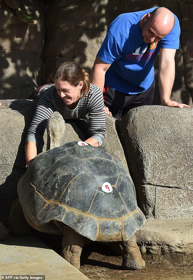 San Diego Zoo Mourns the Death of Gramma, the 141-Year-Old Galapagos Tortoise Icon