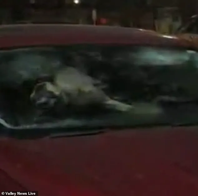 Two Dogs Abandoned in Minnesota Cold for Four Days, Resident Says