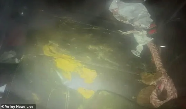 Two Dogs Abandoned in Minnesota Cold for Four Days, Resident Says