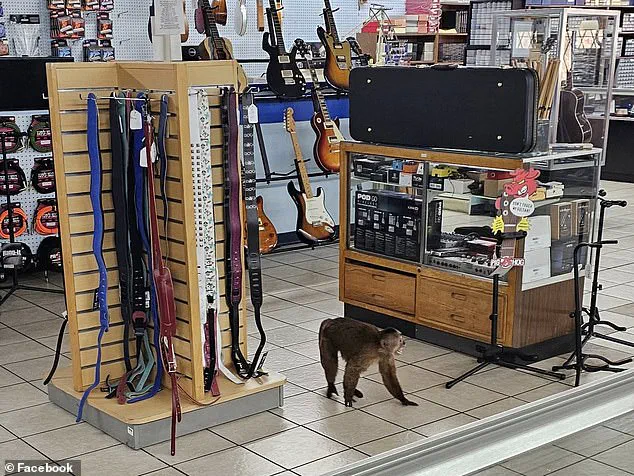 Cinnamon Capuchin Monkey Causes Chaos at Tennessee Store Before Being Captured by Local Hero