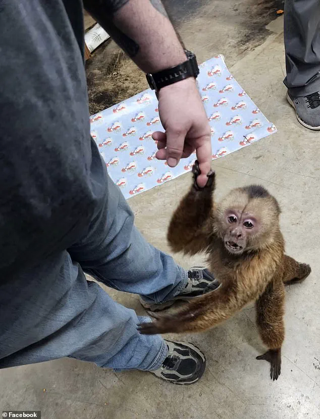 Cinnamon Capuchin Monkey Causes Chaos at Tennessee Store Before Being Captured by Local Hero