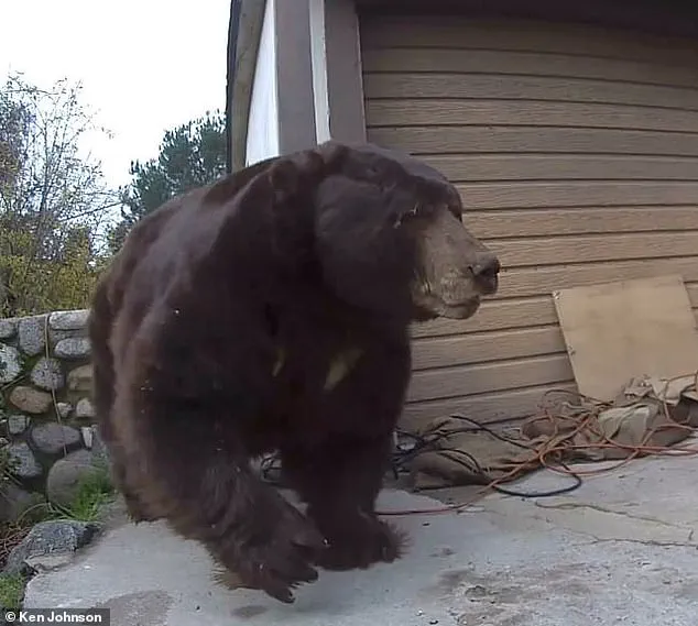 550-Pound Black Bear Invades Home, Leaving Chaos in Altadena