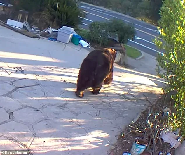 550-Pound Black Bear Invades Home, Leaving Chaos in Altadena