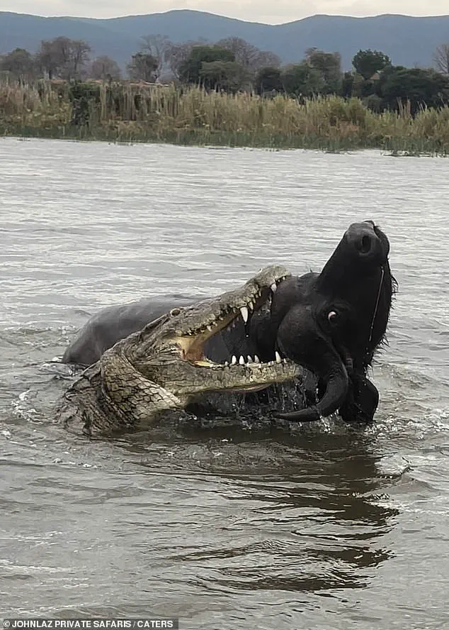 A Chilling Encounter on the Lower Zambezi: 'The Brutal Dance of Predator and Prey' Captured by Safari Guide Lazarus Mceric Bobota