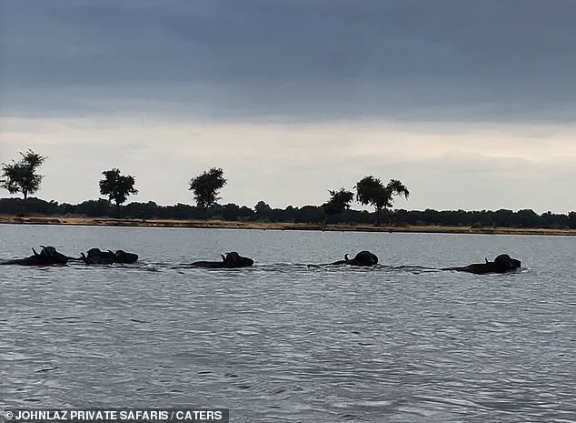 A Chilling Encounter on the Lower Zambezi: 'The Brutal Dance of Predator and Prey' Captured by Safari Guide Lazarus Mceric Bobota