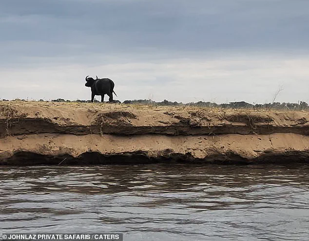 A Chilling Encounter on the Lower Zambezi: 'The Brutal Dance of Predator and Prey' Captured by Safari Guide Lazarus Mceric Bobota