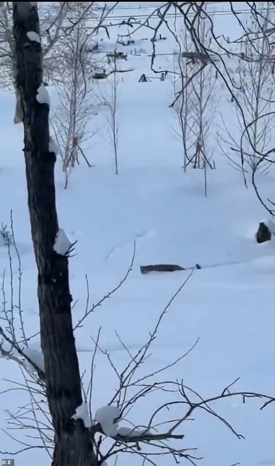 Exclusive: Snow Leopard Attack in China's UNESCO Park Reveals Hidden Risks of Human-Wildlife Interaction