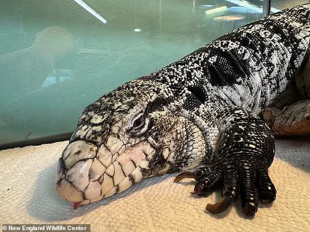 A Tegu Lizard Unearthed from Snow in Rhode Island: A Cold-Weather Survival Miracle