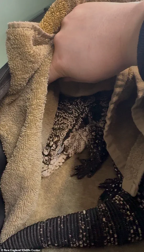 A Tegu Lizard Unearthed from Snow in Rhode Island: A Cold-Weather Survival Miracle