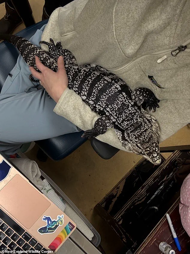 A Tegu Lizard Unearthed from Snow in Rhode Island: A Cold-Weather Survival Miracle