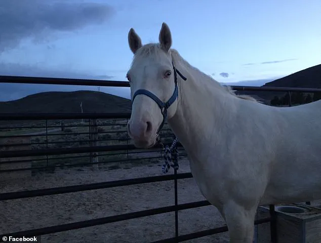 Bizarre Tribute to Gang Member: Man Charged with Murder After Horse Sacrifice