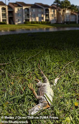 South Florida Iguanas Paralyzed by Sudden Cold Snap: Wildlife Experts Sound Alarm