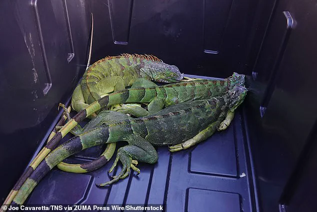South Florida Iguanas Paralyzed by Sudden Cold Snap: Wildlife Experts Sound Alarm