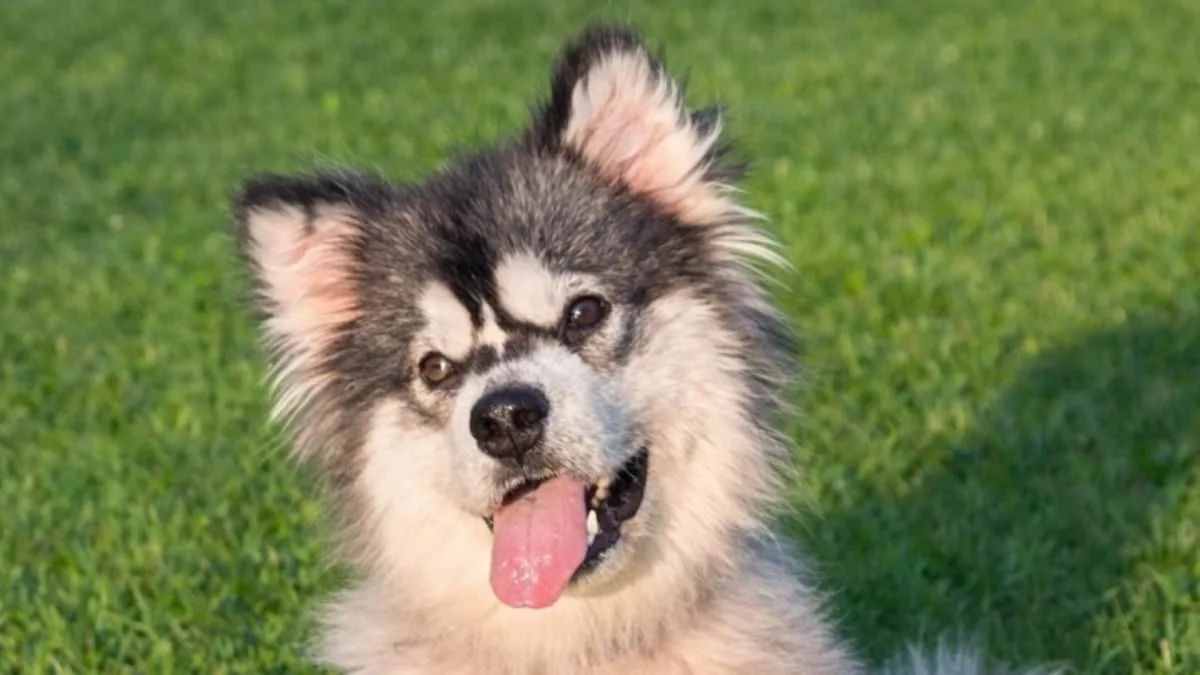 From Suffering to Sanctuary: How a U.S. Nonprofit Rescued a Malamute from China's Brutal Dog Meat Trade