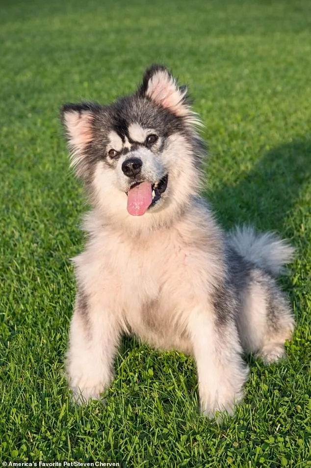 From Suffering to Sanctuary: How a U.S. Nonprofit Rescued a Malamute from China's Brutal Dog Meat Trade