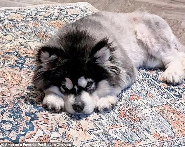From Suffering to Sanctuary: How a U.S. Nonprofit Rescued a Malamute from China's Brutal Dog Meat Trade