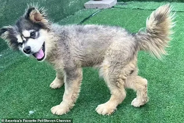 From Suffering to Sanctuary: How a U.S. Nonprofit Rescued a Malamute from China's Brutal Dog Meat Trade