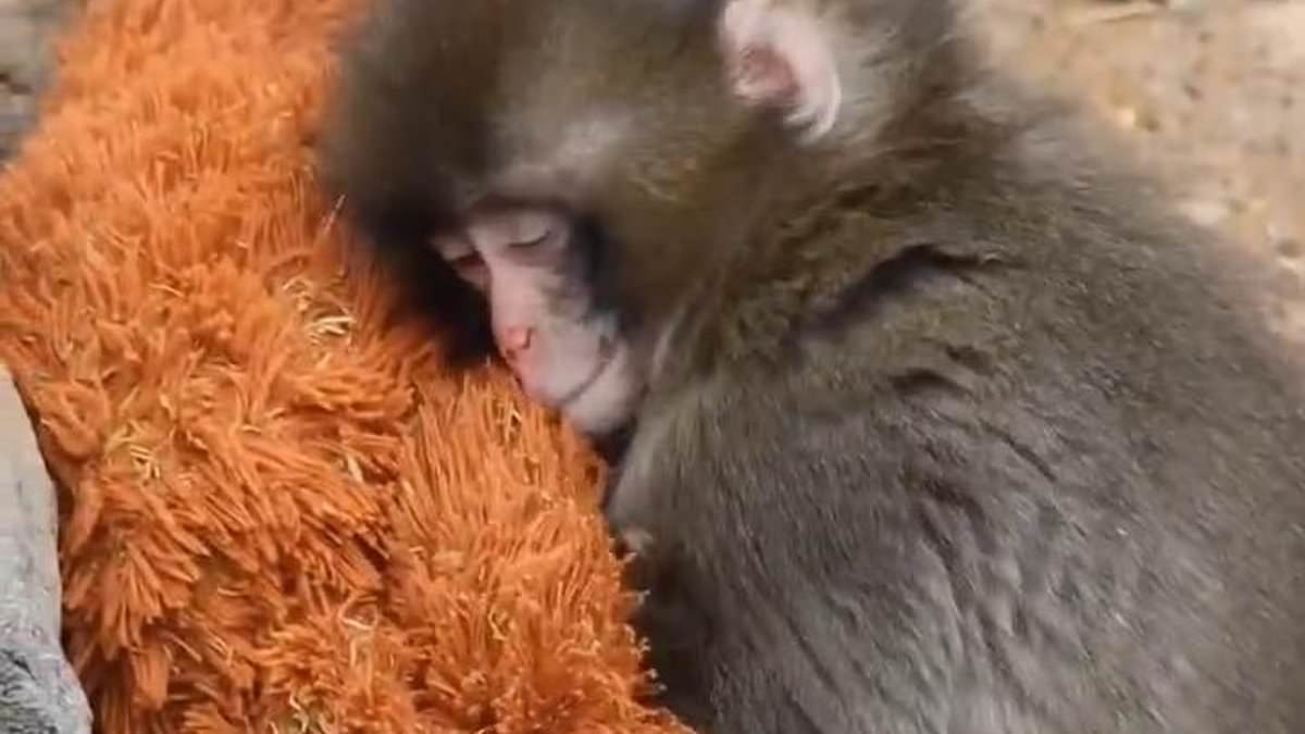 From Rejection to Resilience: How Ichikawa Zoo's Compassionate Care Saved Baby Macaque Punch