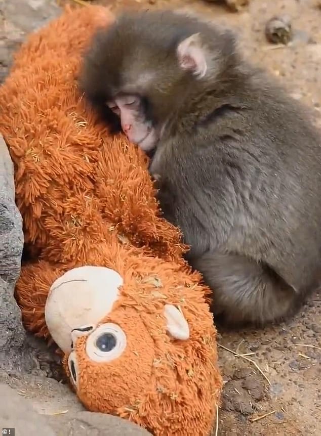 From Rejection to Resilience: How Ichikawa Zoo's Compassionate Care Saved Baby Macaque Punch