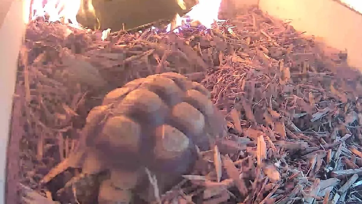Heart-Stopping Video of Leo the Tortoise's Escape from Fire Sparks Calls for Stricter Regulations at Springfield Sanctuary