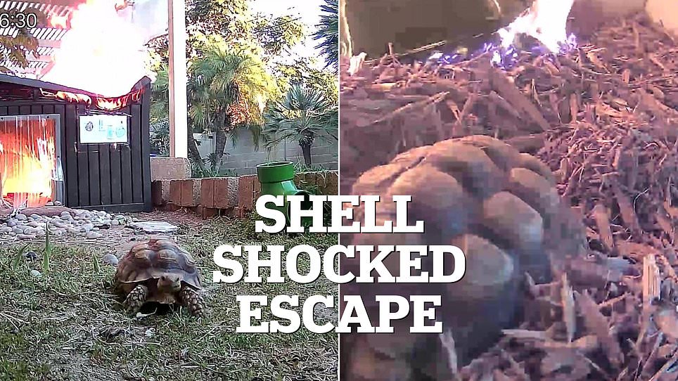 Heart-Stopping Video of Leo the Tortoise's Escape from Fire Sparks Calls for Stricter Regulations at Springfield Sanctuary
