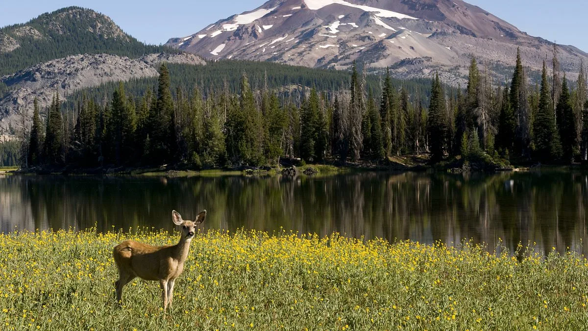 Oregon at a Crossroads: Controversial PEACE Act Proposal Sparks Debate Over Hunting, Fishing Bans