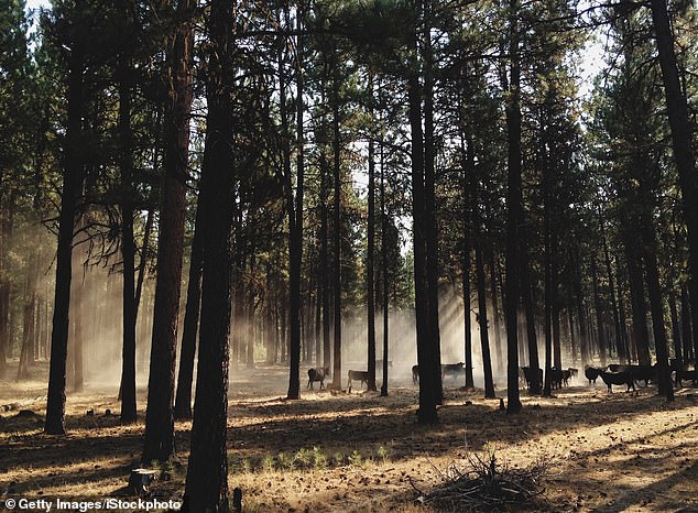 Oregon at a Crossroads: Controversial PEACE Act Proposal Sparks Debate Over Hunting, Fishing Bans