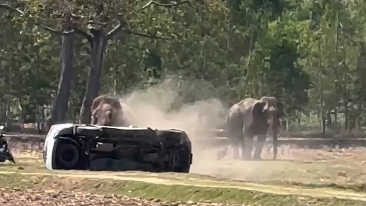 Elephant's Mating Frenzy Triggers Rampage in Thailand, Injuring Caretaker