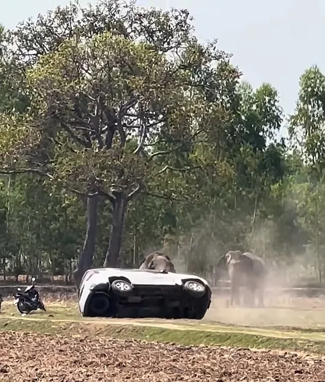 Elephant's Mating Frenzy Triggers Rampage in Thailand, Injuring Caretaker