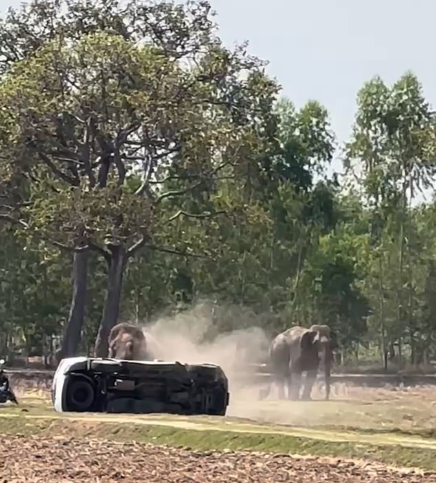 Elephant's Mating Frenzy Triggers Rampage in Thailand, Injuring Caretaker