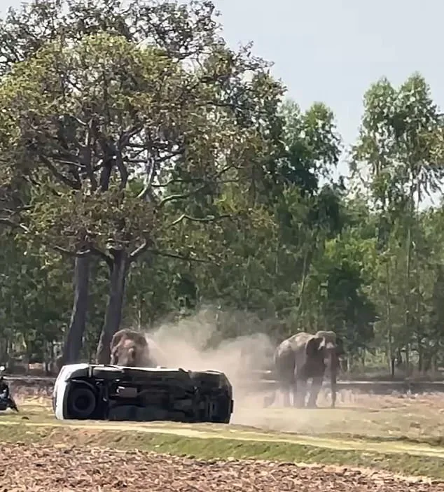 Elephant's Mating Frenzy Triggers Rampage in Thailand, Injuring Caretaker