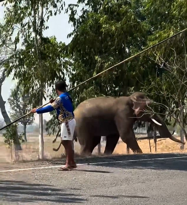 Elephant's Mating Frenzy Triggers Rampage in Thailand, Injuring Caretaker