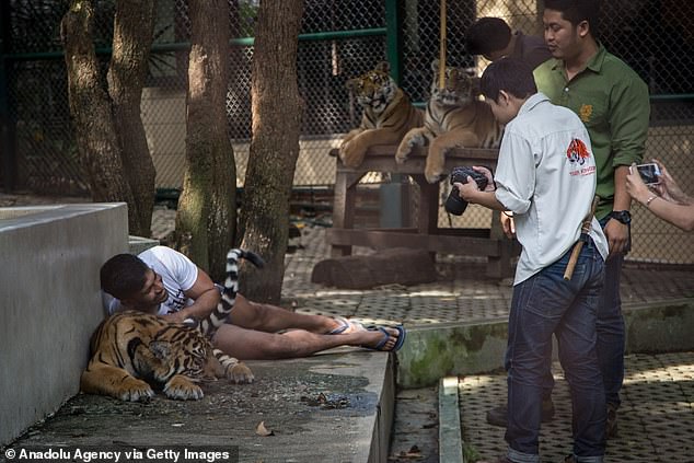 72 Tigers Die in Thai Park Outbreak; Canine Distemper Virus Identified as Cause