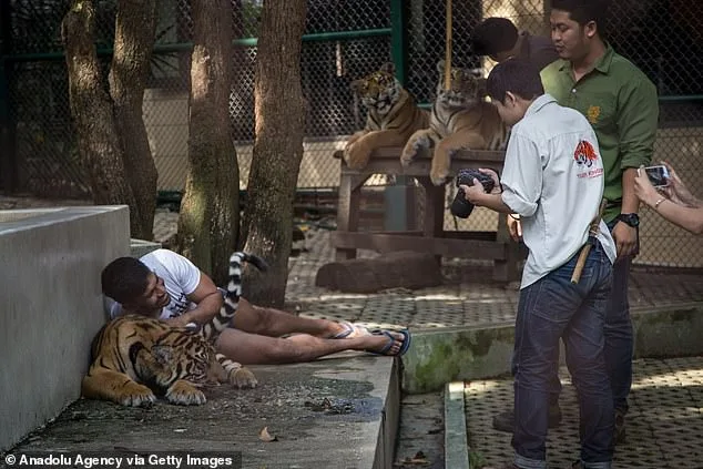 72 Tigers Die in Thai Park Outbreak; Canine Distemper Virus Identified as Cause