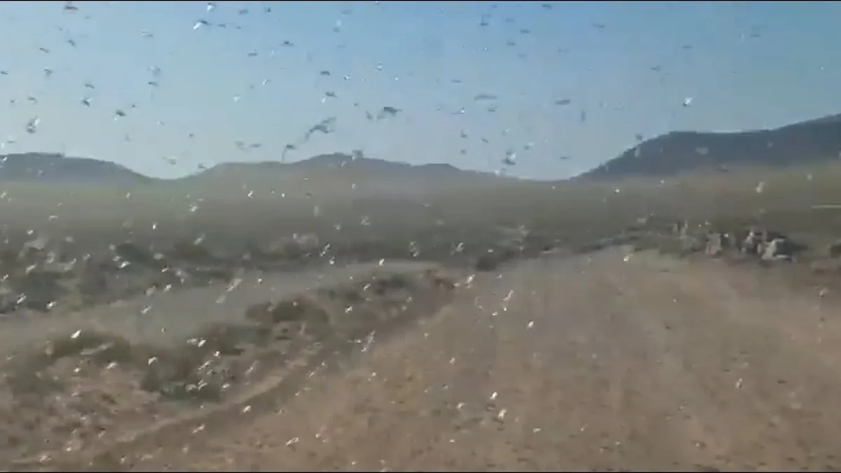 Canary Islands Officials Issue 'Stay Calm' Amid Locust Swarm Threat to Crops