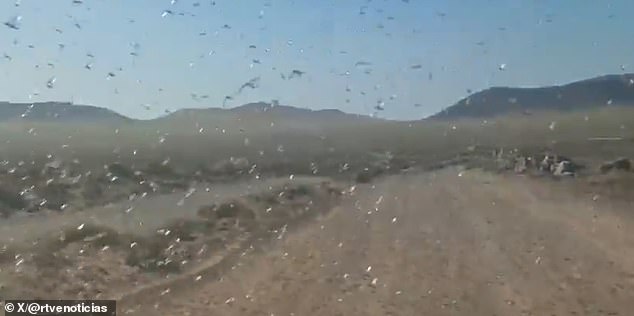 Canary Islands Officials Issue 'Stay Calm' Amid Locust Swarm Threat to Crops