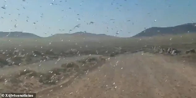 Canary Islands Officials Issue 'Stay Calm' Amid Locust Swarm Threat to Crops
