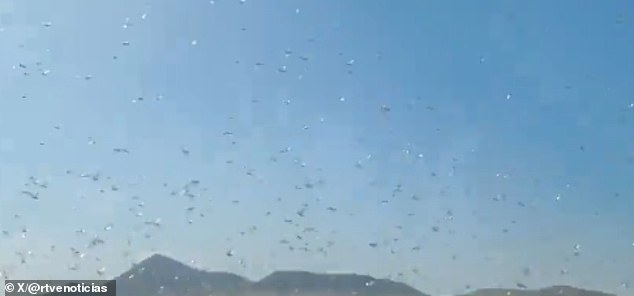 Canary Islands Officials Issue 'Stay Calm' Amid Locust Swarm Threat to Crops